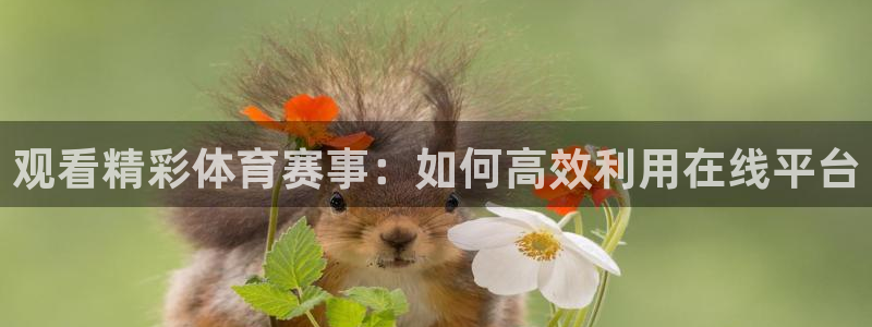 观看精彩体育赛事：如何高效利用在线平台