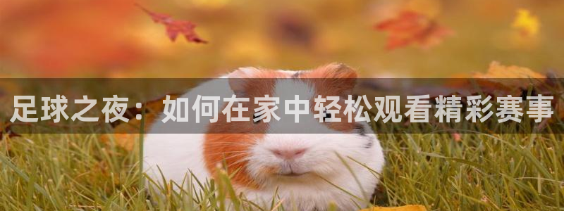 足球之夜：如何在家中轻松观看精彩赛事